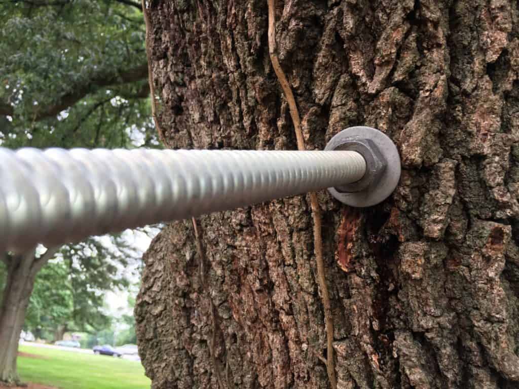 Tree Bracing and Cabling Services